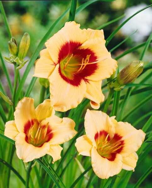 Hemerocallis x cult.Pandoras Box 11 cm Topf - Größe nach Saison