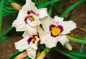 Hemerocallis x cult.Pandoras Box 11 cm Topf - Größe nach Saison