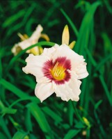 Hemerocallis x cult.Pandoras Box 11 cm Topf - Größe nach Saison