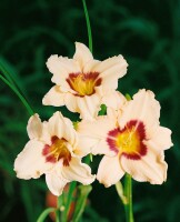 Hemerocallis x cult.Pandoras Box 11 cm Topf - Größe nach Saison