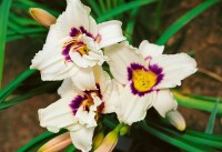 Hemerocallis x cult.Pandoras Box 11 cm Topf - Größe nach Saison