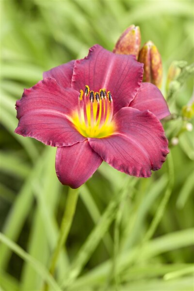 Hemerocallis x cult.Pardon Me 11 cm Topf - Größe nach Saison