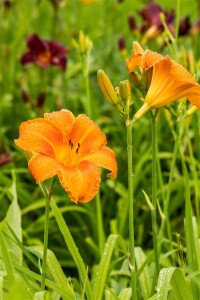 Hemerocallis x cult.Pardon Me 11 cm Topf - Größe nach Saison