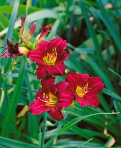 Hemerocallis x cult.Pardon Me 11 cm Topf - Größe nach Saison