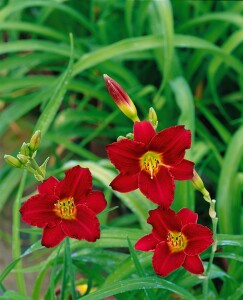 Hemerocallis x cult.Pardon Me 11 cm Topf - Größe nach Saison