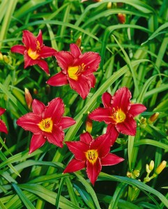 Hemerocallis x cult.Pardon Me 11 cm Topf - Größe nach Saison