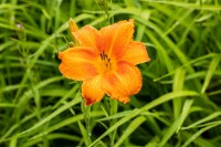 Hemerocallis x cult.Pardon Me 11 cm Topf - Größe nach Saison