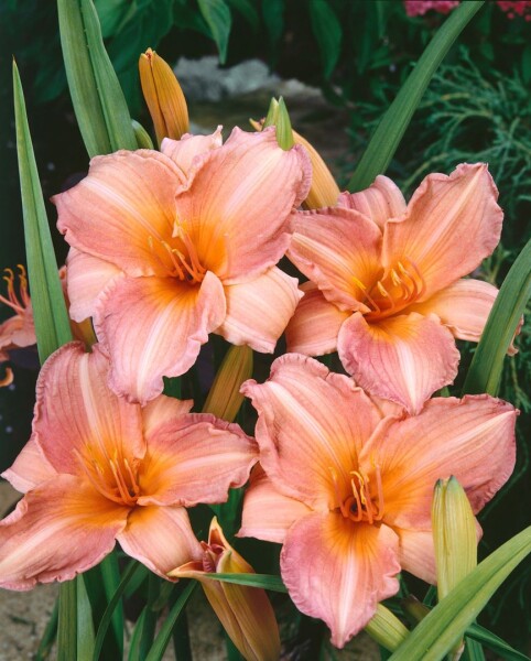 Hemerocallis x cult.Pink Damask 11 cm Topf - Größe nach Saison