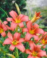 Hemerocallis x cult.Pink Damask 11 cm Topf - Größe nach Saison