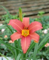 Hemerocallis x cult.Pink Damask 11 cm Topf - Größe nach Saison