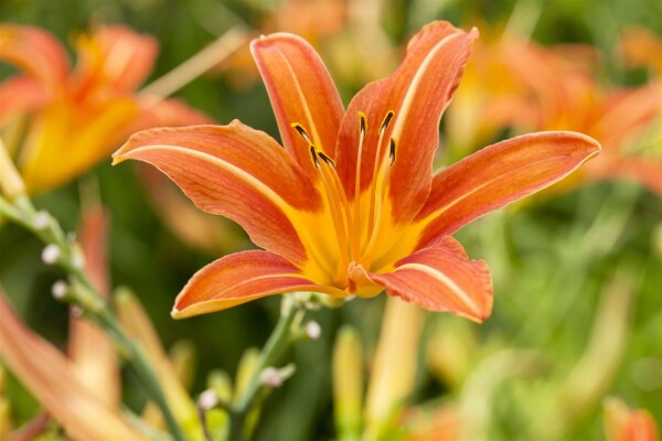 Hemerocallis x cult.Sammy Russel 11 cm Topf - Größe nach Saison