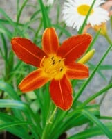 Hemerocallis x cult.Sammy Russel 11 cm Topf - Größe nach Saison