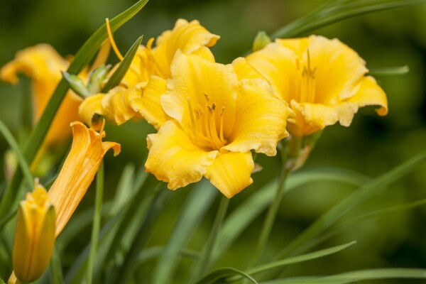 Hemerocallis x cult.Stella de Oro 11 cm Topf - Größe nach Saison