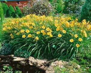 Hemerocallis x cult.Stella de Oro 11 cm Topf - Größe nach Saison