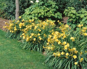 Hemerocallis x cult.Stella de Oro 11 cm Topf - Größe nach Saison