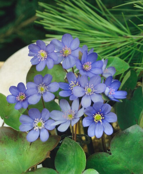 Hepatica nobilis 9 cm Topf - Größe nach Saison