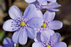 Hepatica nobilis 9 cm Topf - Größe nach Saison