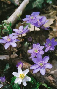 Hepatica nobilis 9 cm Topf - Größe nach Saison