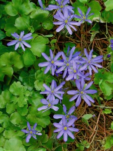 Hepatica nobilis 9 cm Topf - Größe nach Saison