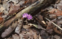 Hepatica nobilis 9 cm Topf - Größe nach Saison