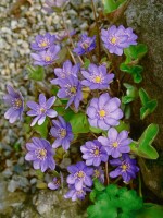 Hepatica nobilis 9 cm Topf - Größe nach Saison