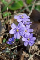 Hepatica nobilis 9 cm Topf - Größe nach Saison