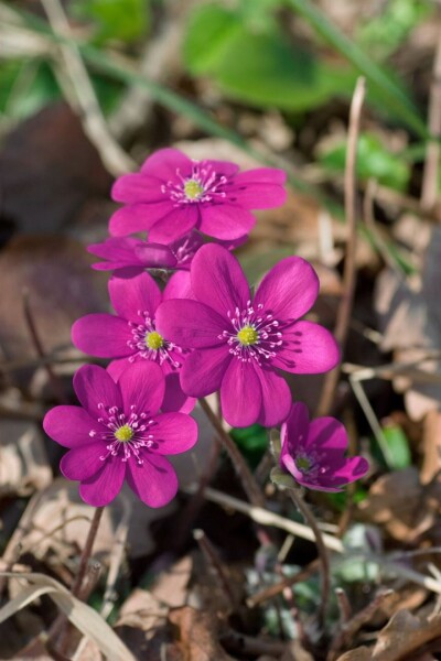 Hepatica nobilis f.rubra 9 cm Topf - Größe nach Saison