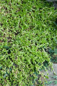 Herniaria glabra 9 cm Topf - Größe nach Saison
