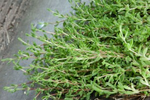 Herniaria glabra 9 cm Topf - Größe nach Saison