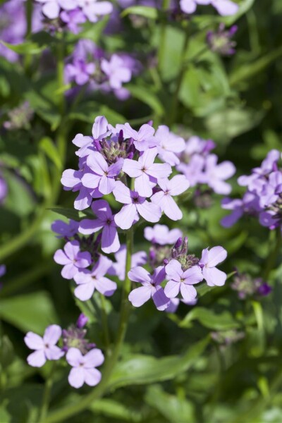 Hesperis matronalis 9 cm Topf - Größe nach Saison