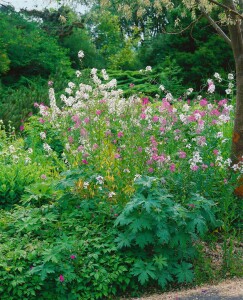 Hesperis matronalis 9 cm Topf - Größe nach Saison