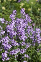 Hesperis matronalis 9 cm Topf - Größe nach Saison