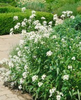 Hesperis matronalis 9 cm Topf - Größe nach Saison