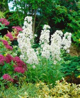 Hesperis matronalis 9 cm Topf - Größe nach Saison