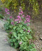 Hesperis matronalis 9 cm Topf - Größe nach Saison