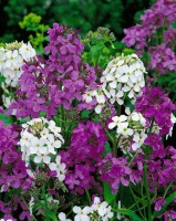 Hesperis matronalis 9 cm Topf - Größe nach Saison