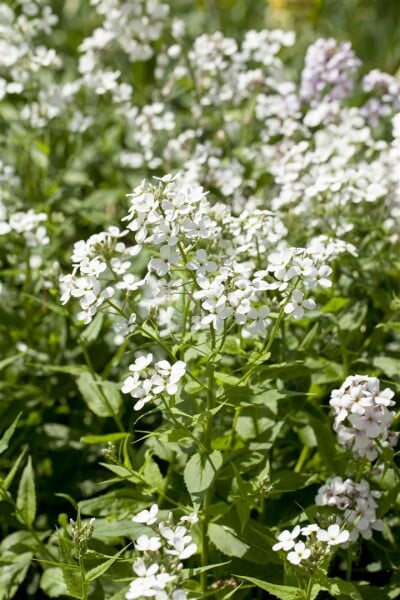 Hesperis matronalis Alba 9 cm Topf - Größe nach Saison