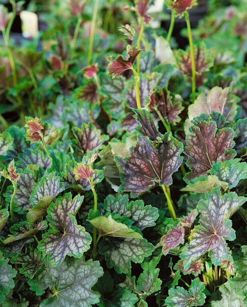 Heuchera americana Beauty Color 11 cm Topf - Größe nach Saison