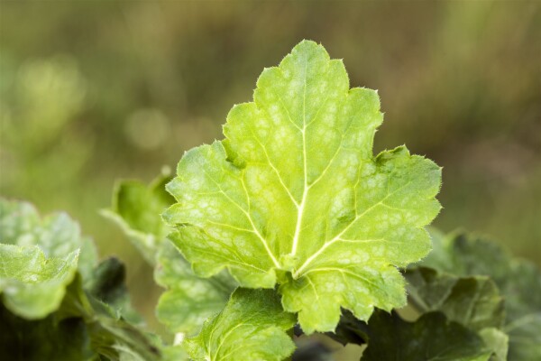 Heuchera americana Dale 9 cm Topf - Größe nach Saison