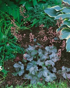 Heuchera americana Dale 9 cm Topf - Größe nach Saison