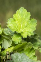 Heuchera americana Dale 9 cm Topf - Größe nach Saison