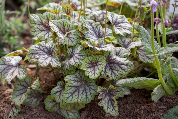 Heuchera americana Green Spice 11 cm Topf - Größe nach Saison