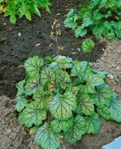 Heuchera americana Green Spice 11 cm Topf - Größe nach Saison