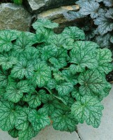 Heuchera americana Green Spice 11 cm Topf - Größe nach Saison