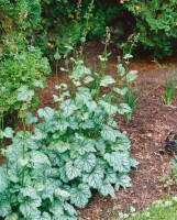 Heuchera americana Green Spice 11 cm Topf - Größe nach Saison