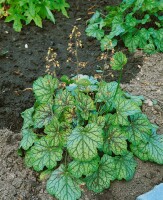 Heuchera americana Green Spice 11 cm Topf - Größe nach Saison