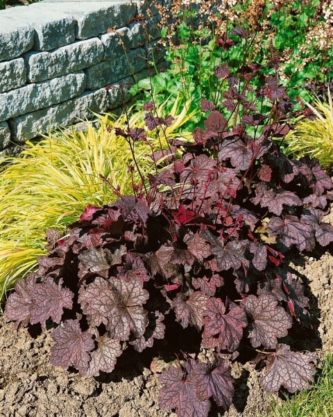 Heuchera americana Velvet Night 11 cm Topf - Größe nach Saison