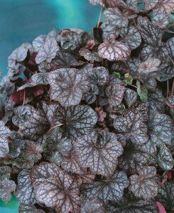 Heuchera americana Velvet Night 11 cm Topf - Größe nach Saison