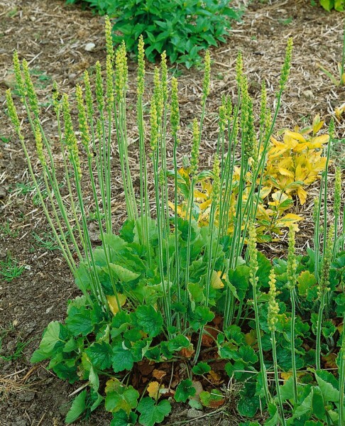 Heuchera cylindrica Greenfinch 9 cm Topf - Größe nach Saison