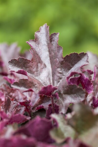 Heuchera micrantha Chocolate Ruffles 11 cm Topf - Größe nach Saison